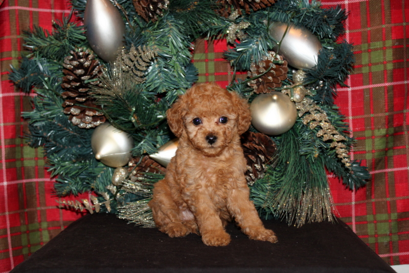 puppy, for, sale, Mini Poodle, Matthew B. Stoltzfus, dog, breeder, Gap, PA, dog-breeder, puppy-for-sale, forsale, nearby, find, puppyfind, locator, puppylocator, aca